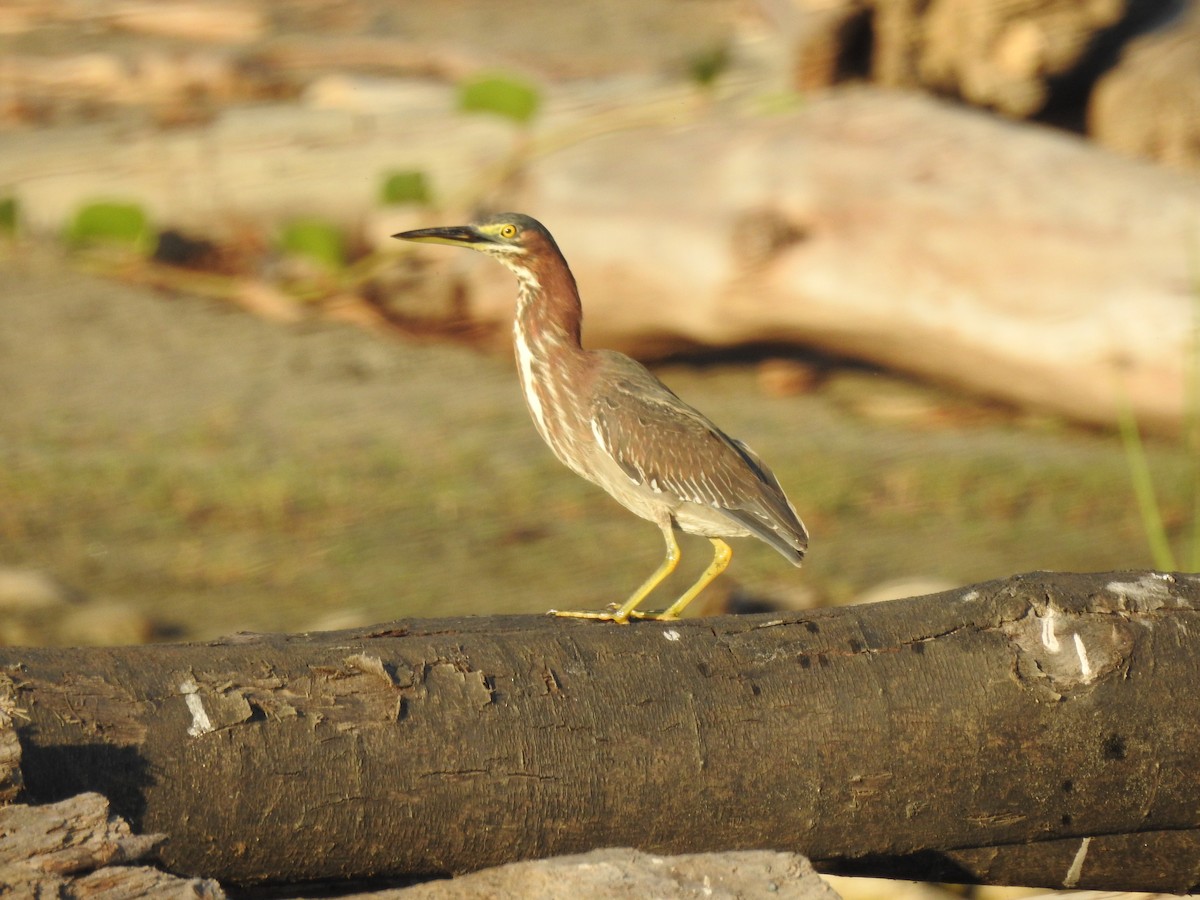 Green Heron - Pat Lucas