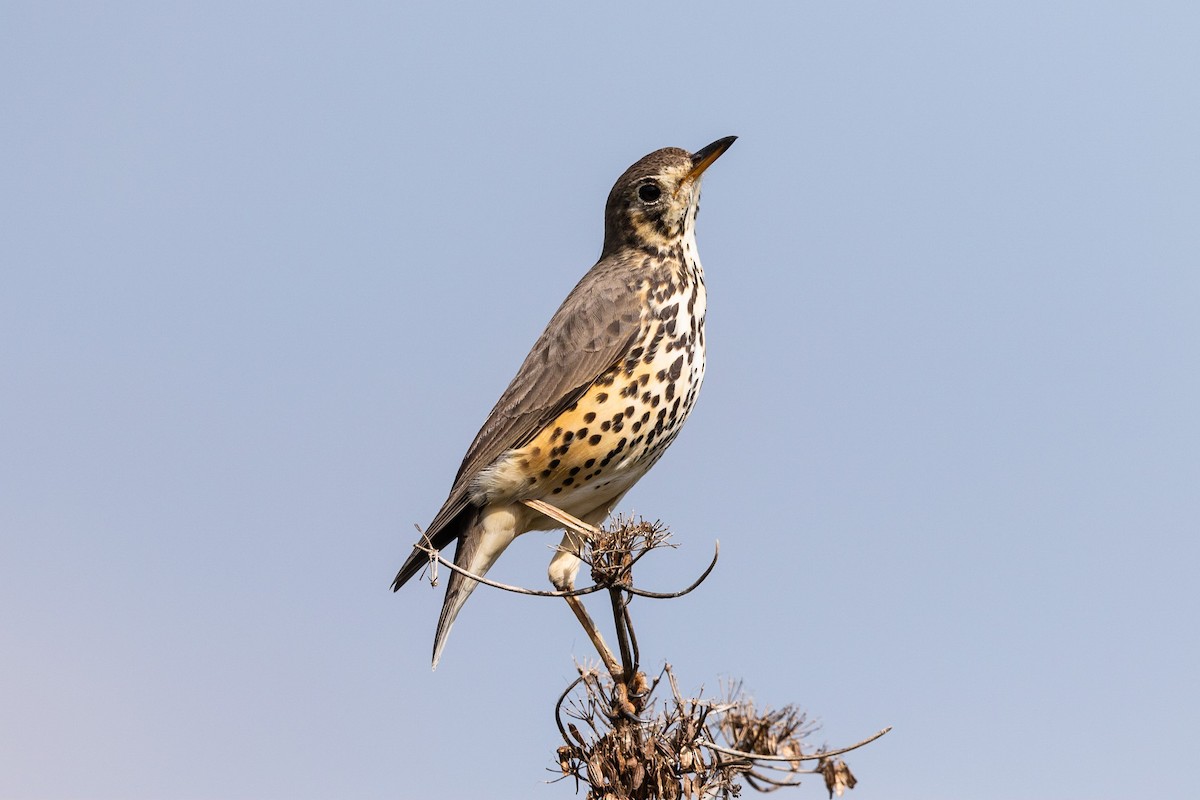 Ethiopian Thrush - Stefan Hirsch