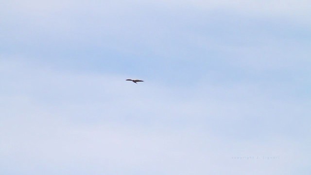 Red-tailed Hawk - ML211710751