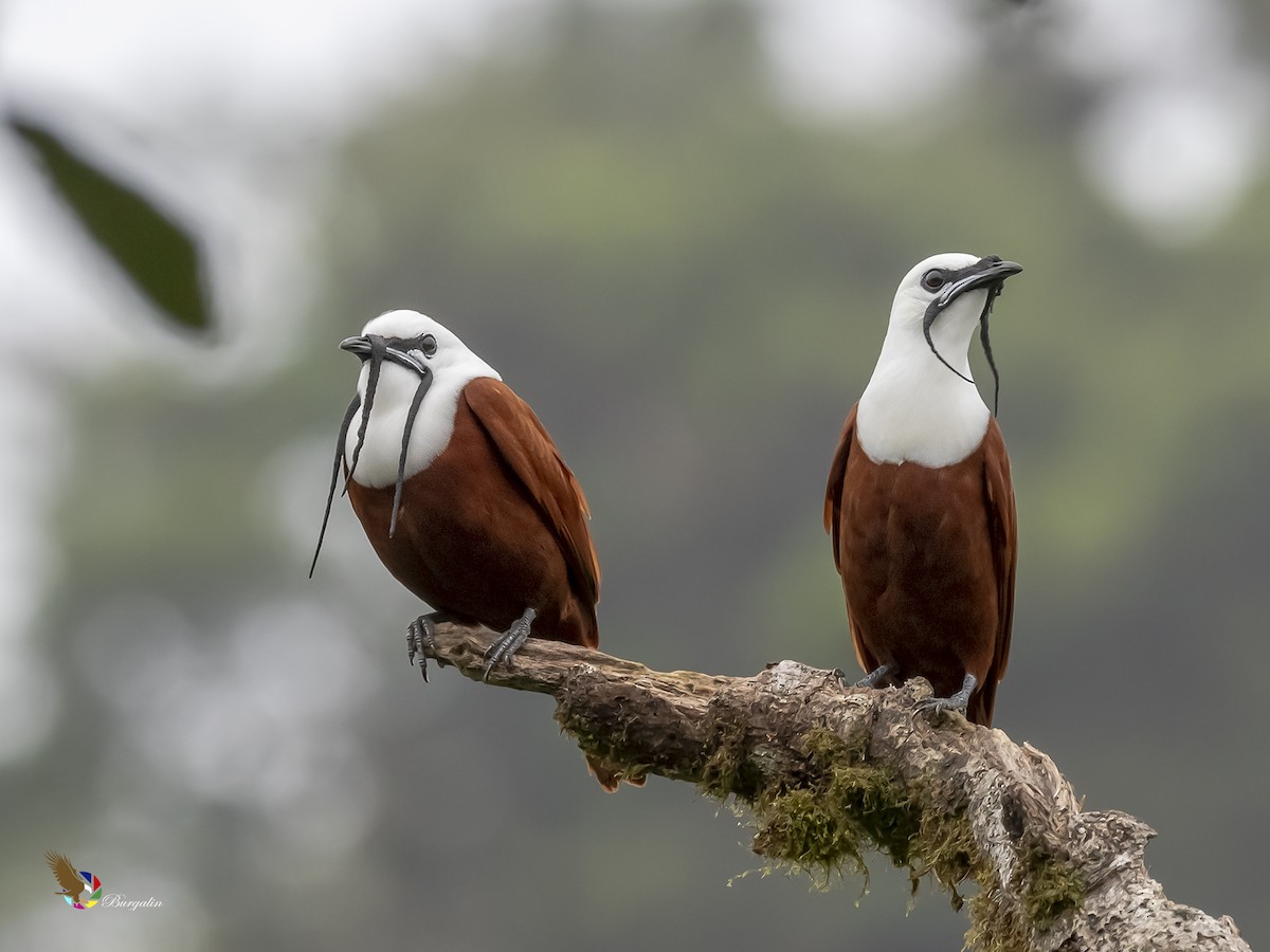 Three-wattled Bellbird - ML211711141