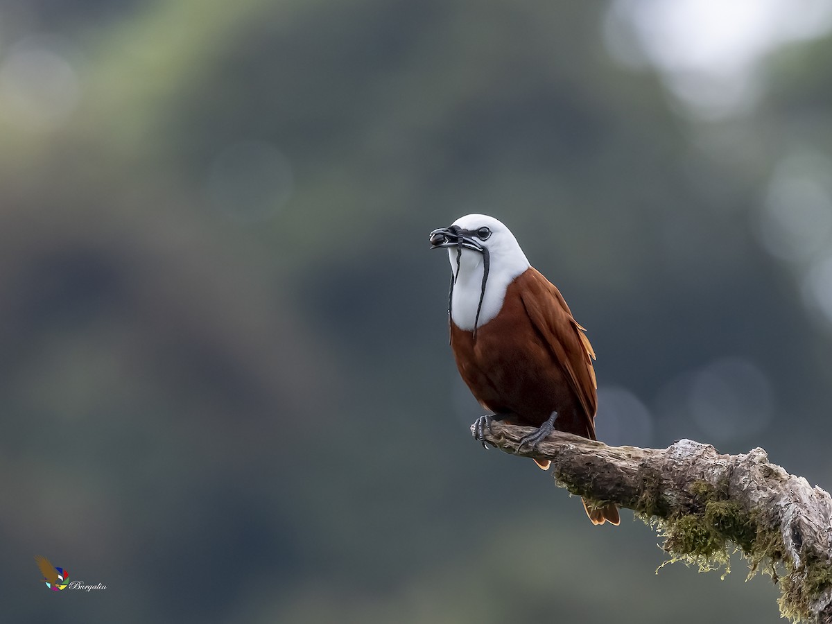 Three-wattled Bellbird - ML211711231