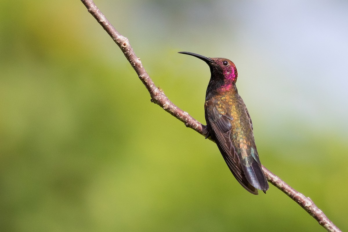 kolibřík jamajský - ML211711801
