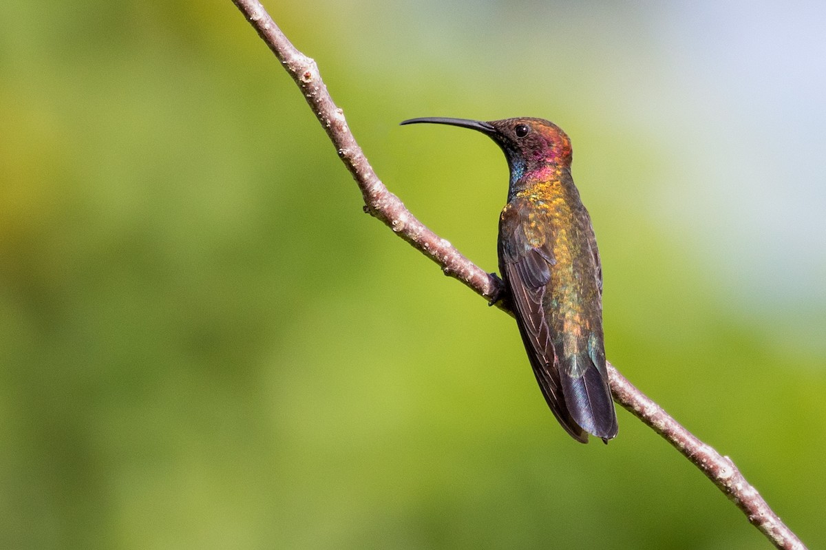 kolibřík jamajský - ML211711811