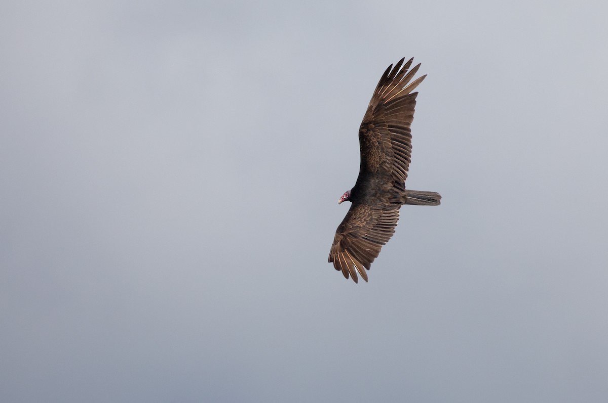 Turkey Vulture - ML211711831