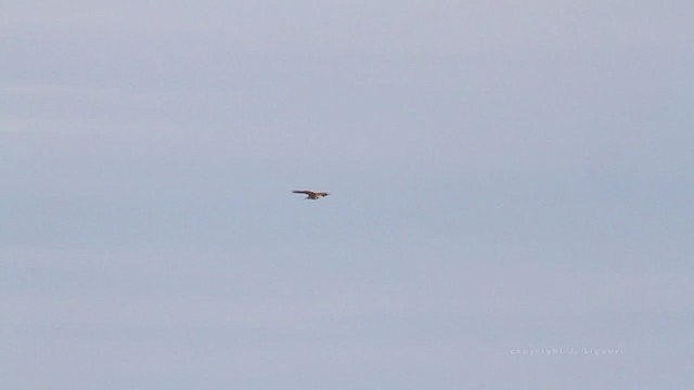 Red-tailed Hawk - ML211711841