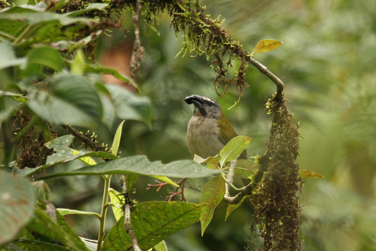 Buff-throated Saltator - ML211713241