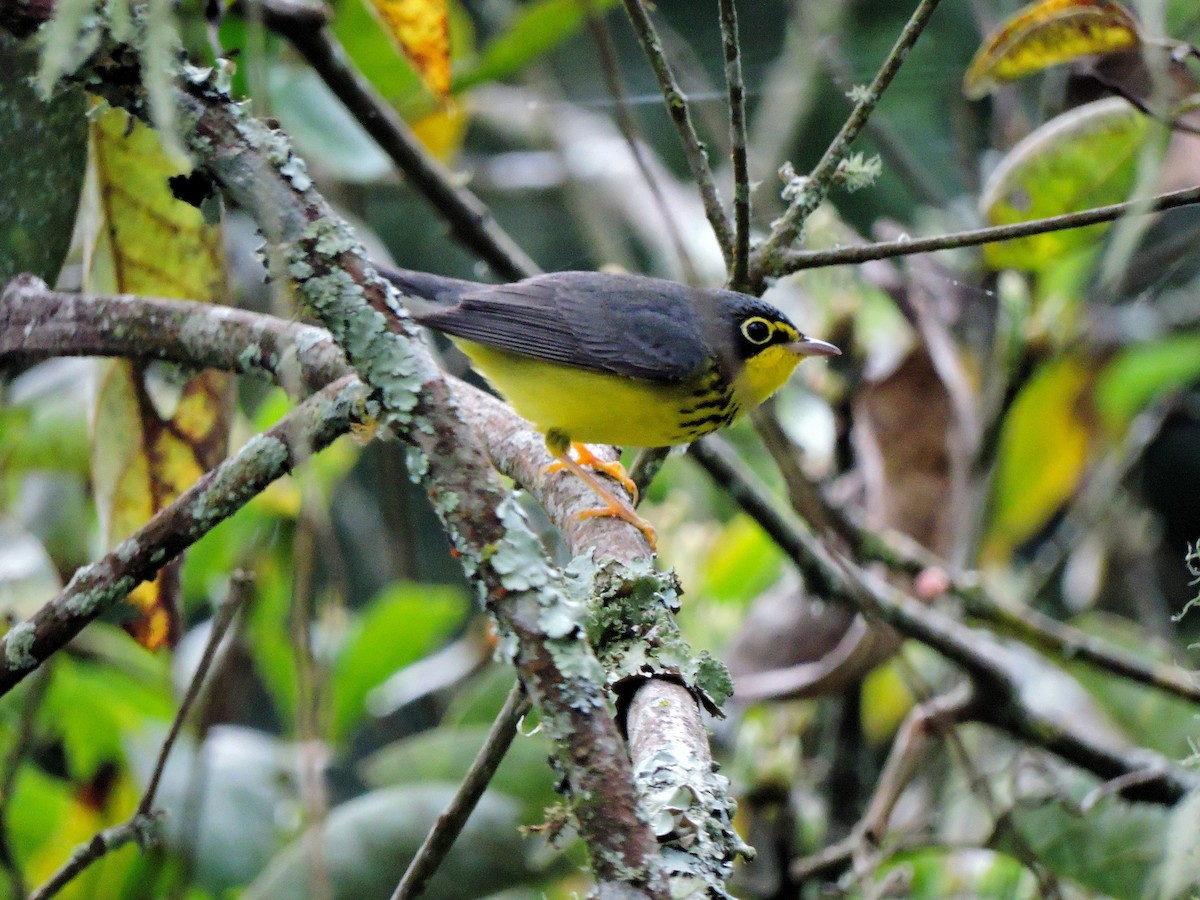 Canada Warbler - ML211713891