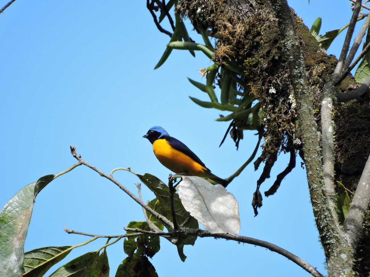 Golden-rumped Euphonia - ML211714991