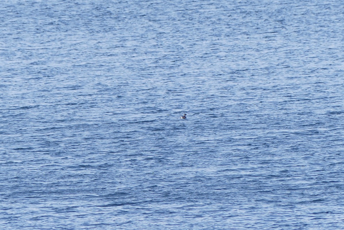 Pied-billed Grebe - ML211715301