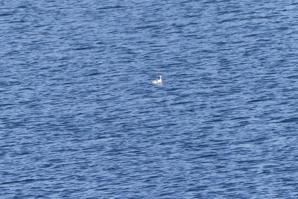 Long-tailed Duck - Leslie Sours