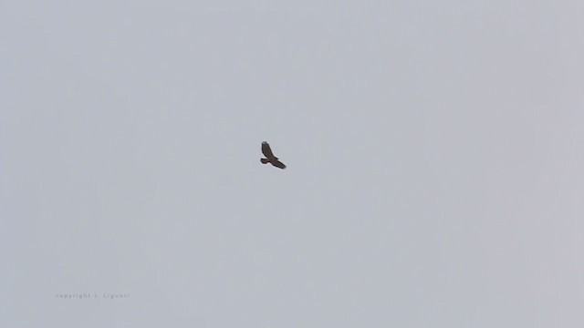 Red-tailed Hawk - ML211715551
