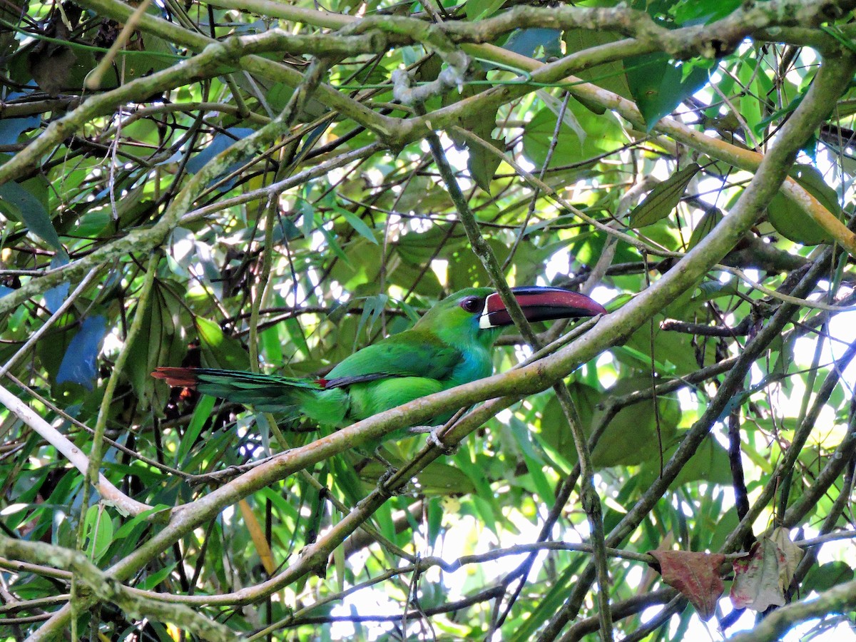 Toucanet à croupion rouge - ML211715701