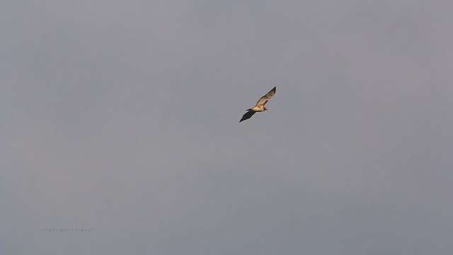 Red-tailed Hawk (borealis) - ML211716571