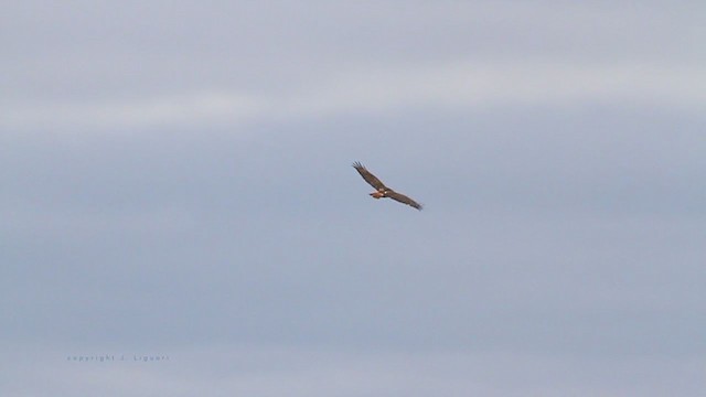 Red-tailed Hawk (borealis) - ML211716581