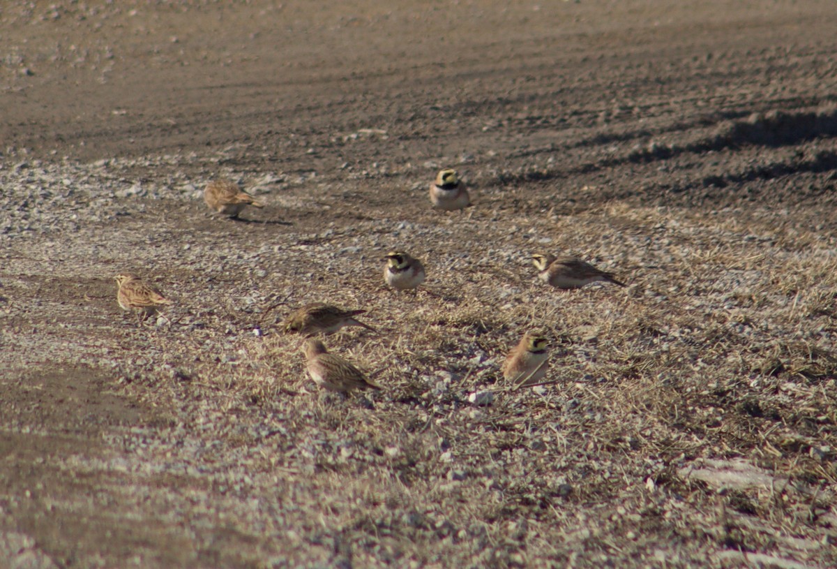 Horned Lark - ML211716831