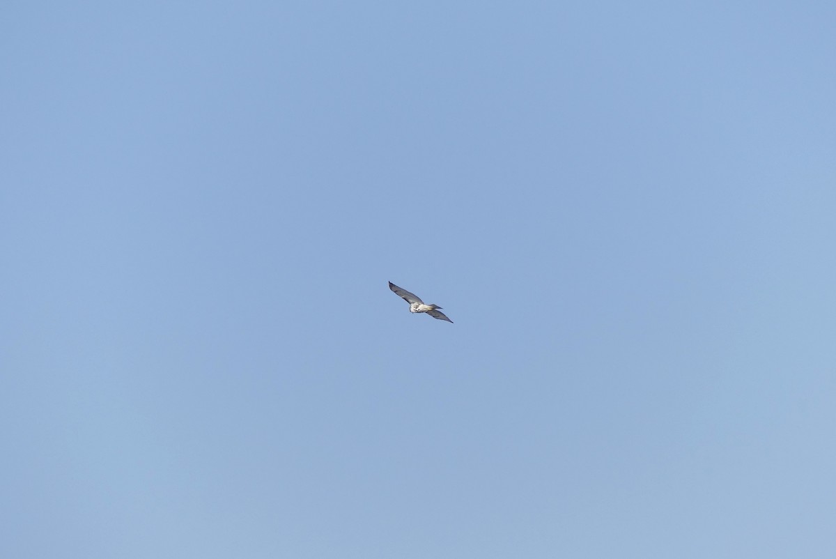 Red-tailed Hawk - Leslie Sours