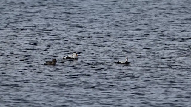 Spectacled Eider - ML211717171