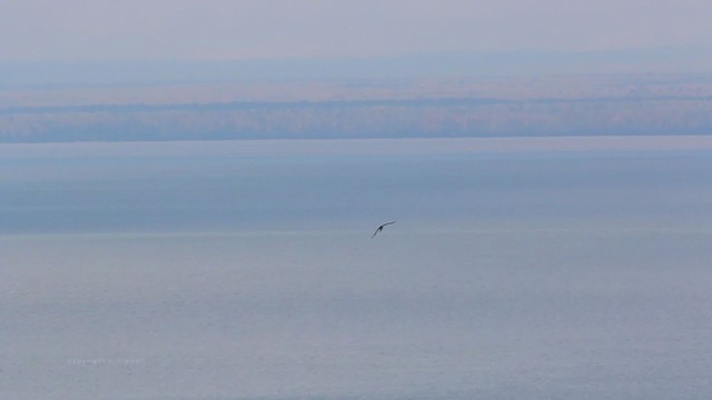 Red-tailed Hawk - ML211717301