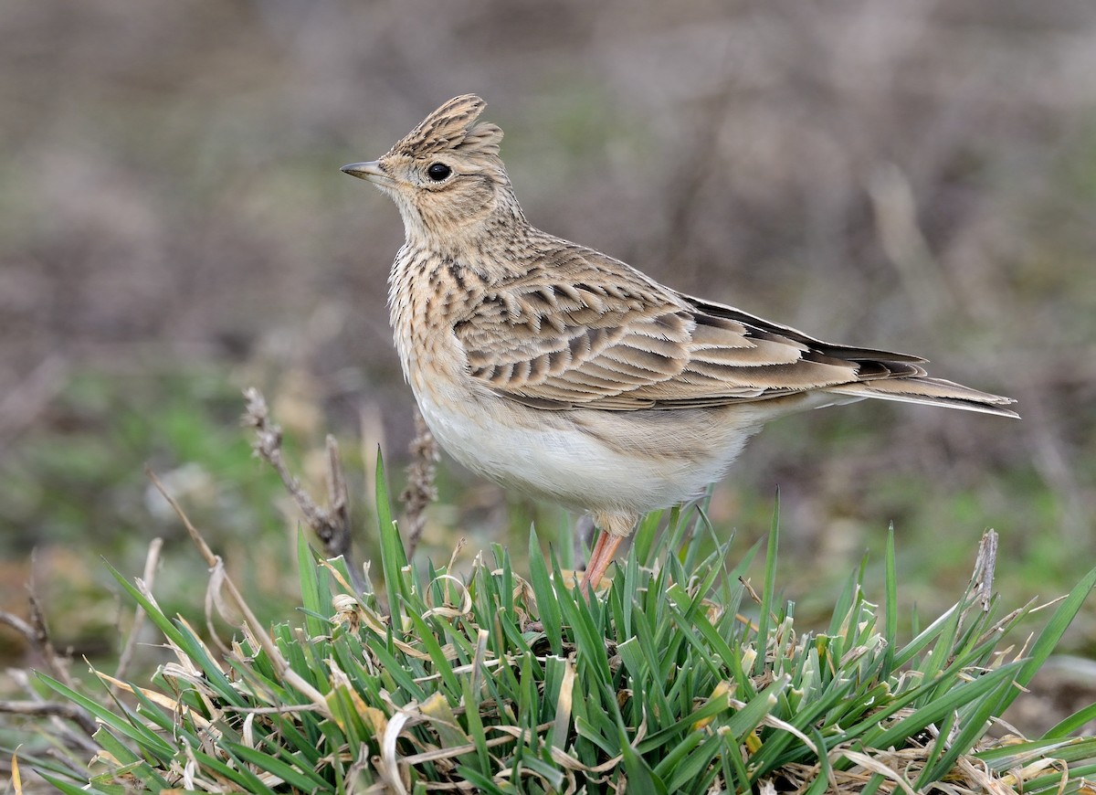 Eurasian Skylark - Pavel Štěpánek