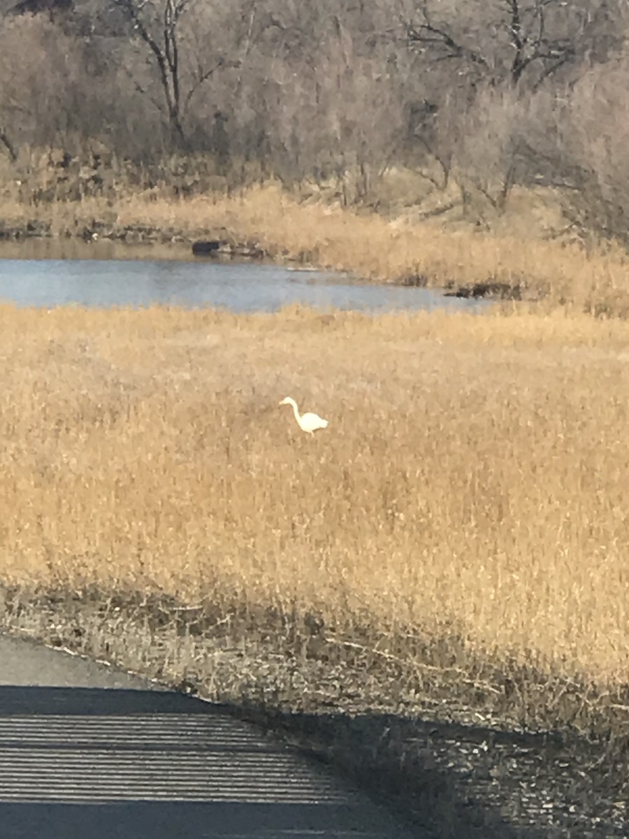 Great Egret - ML211719711