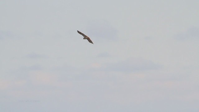 Red-tailed Hawk - ML211720411