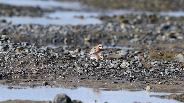 Siberian Sand-Plover - ML211720631