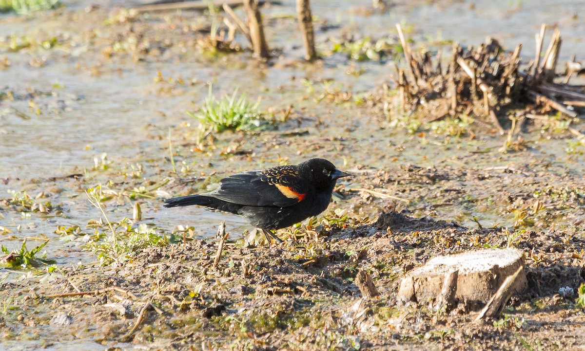Red-winged Blackbird - ML211720711