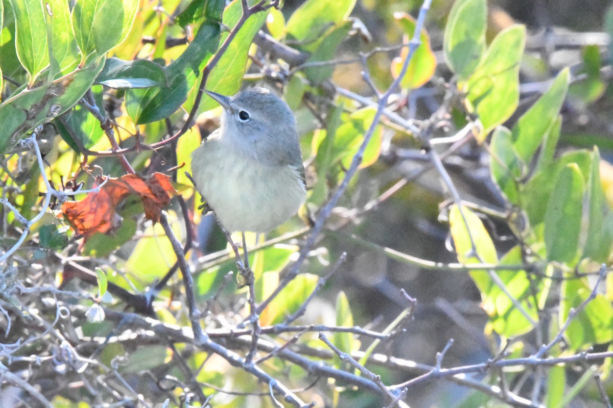 Orange-crowned Warbler - Tom Huston