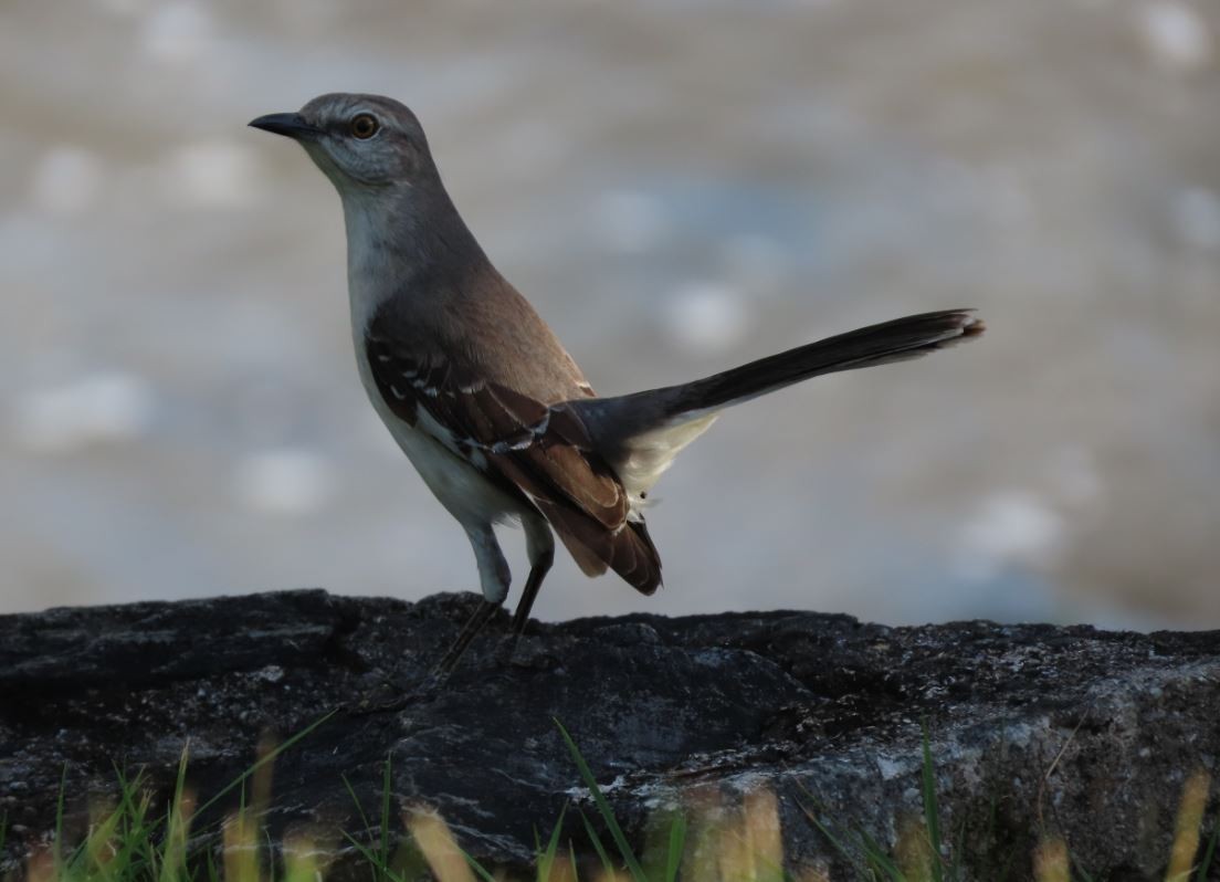 Northern Mockingbird - ML211721451