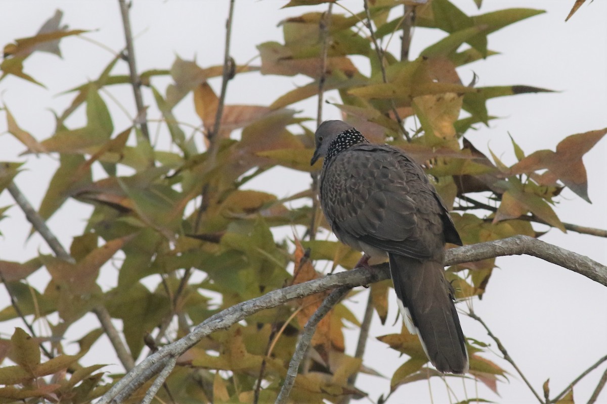 Spotted Dove - ML211721991