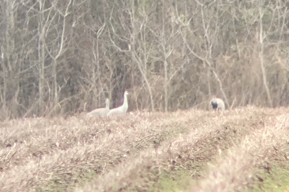 Sandhill Crane - ML211722821