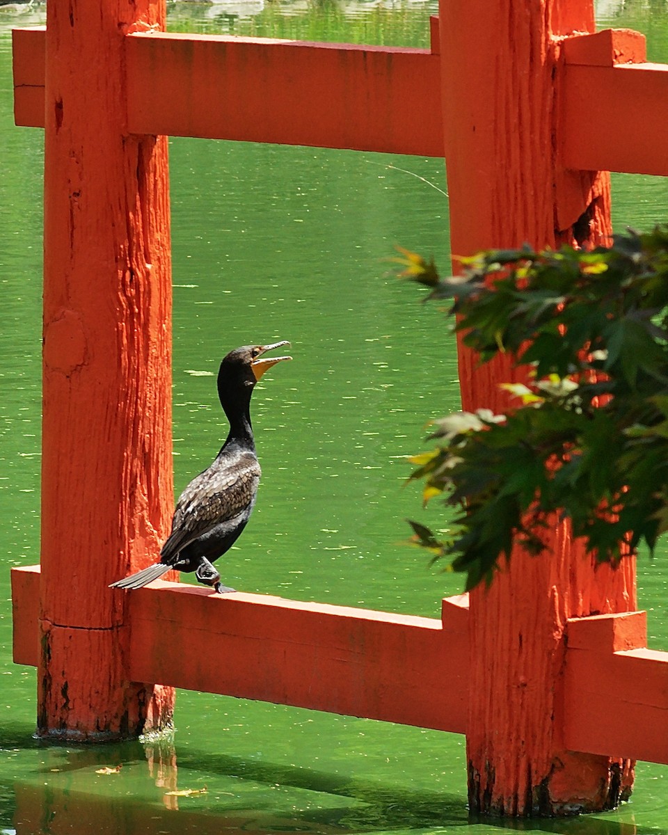 Double-crested Cormorant - Ed Gaillard