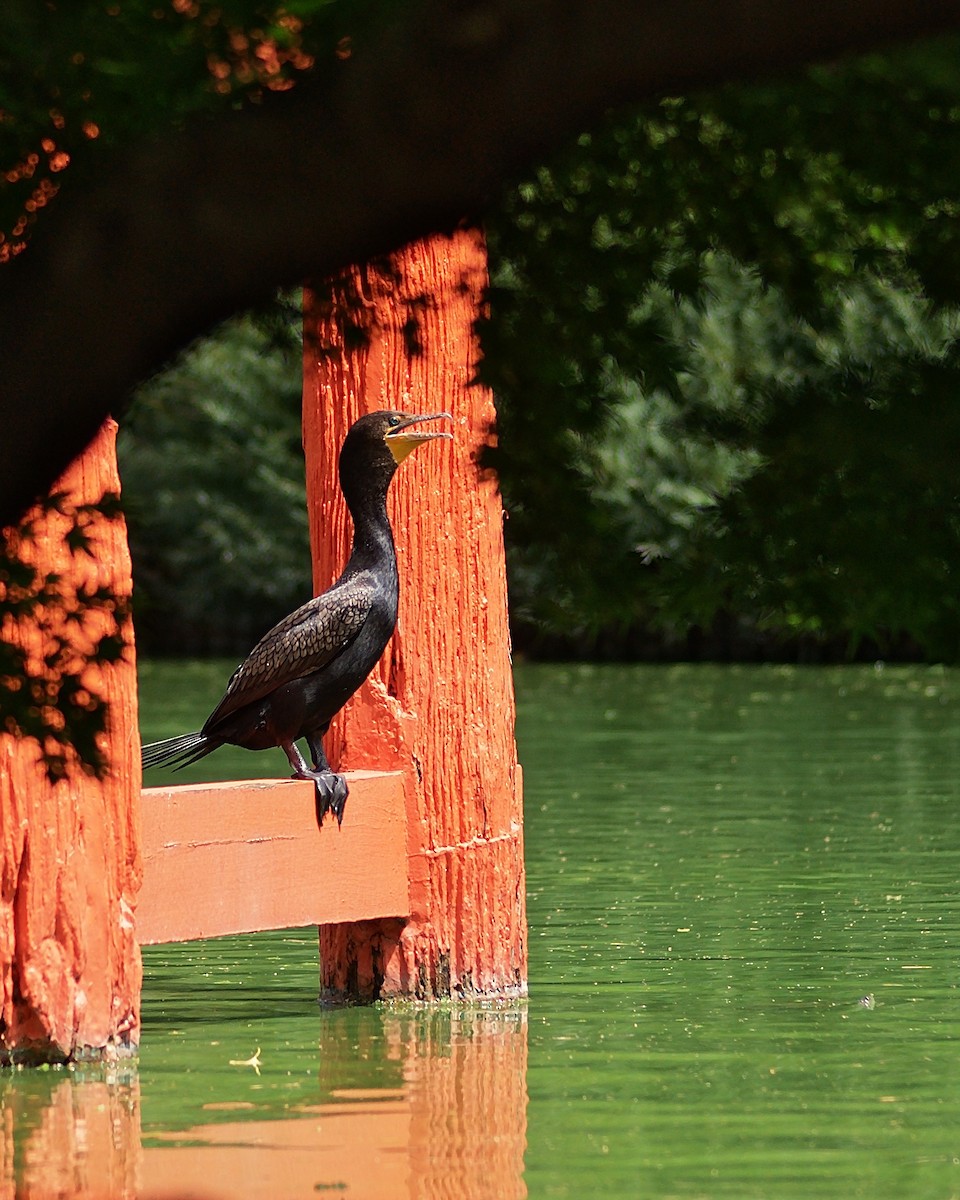 Double-crested Cormorant - ML211724691