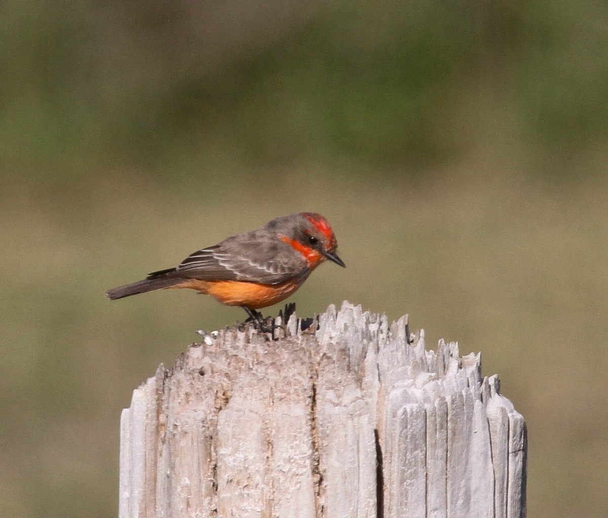 Vermilion Flycatcher - ML211725141