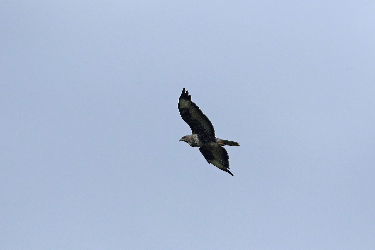 Common Buzzard - ML211726001