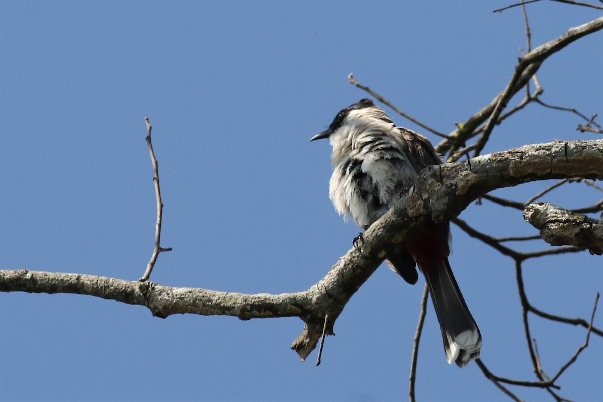 Sooty-headed Bulbul - ML211726711