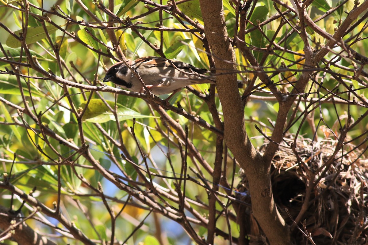 Eurasian Tree Sparrow - ML211727021