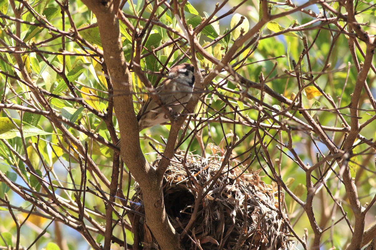 Eurasian Tree Sparrow - ML211727051