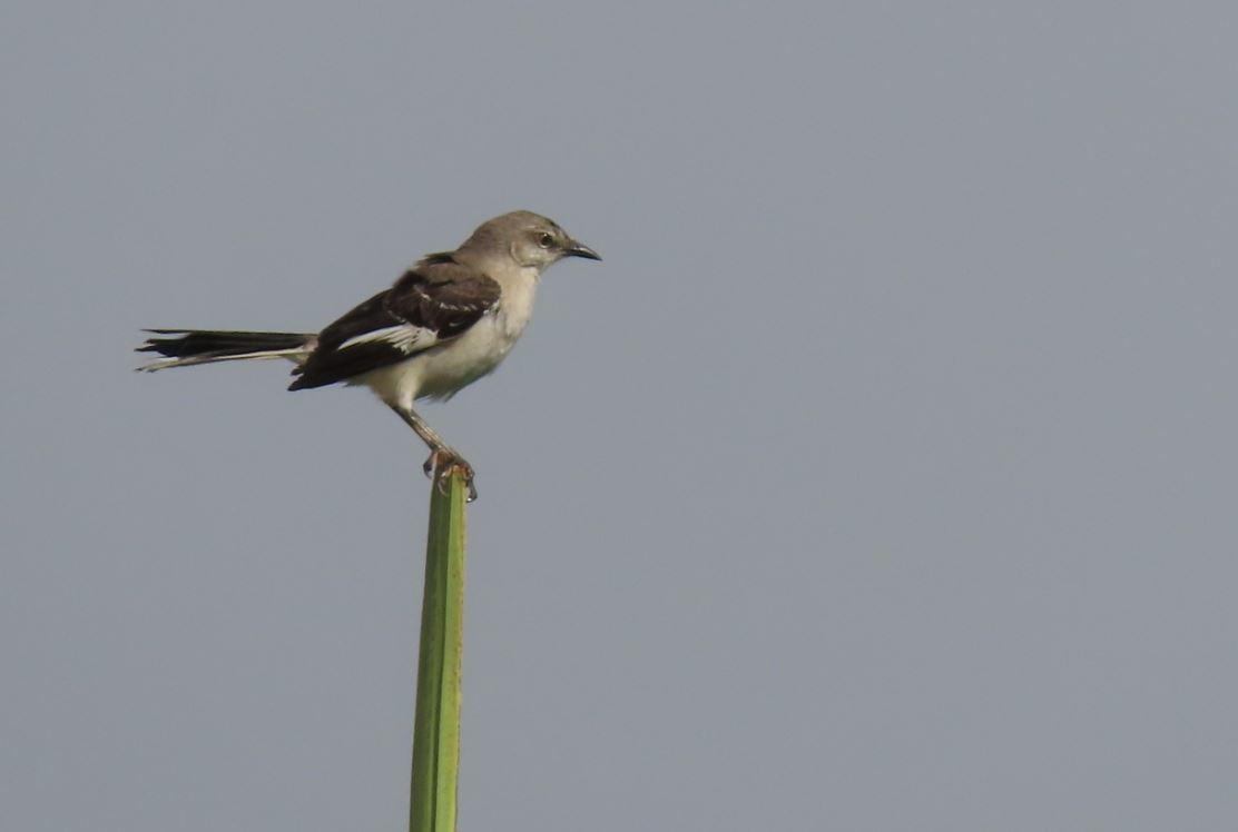 Northern Mockingbird - ML211727181