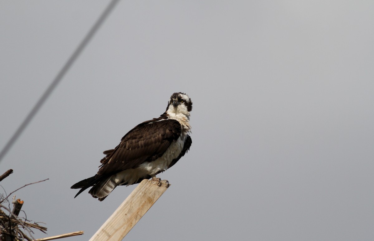 Osprey (carolinensis) - Jay McGowan