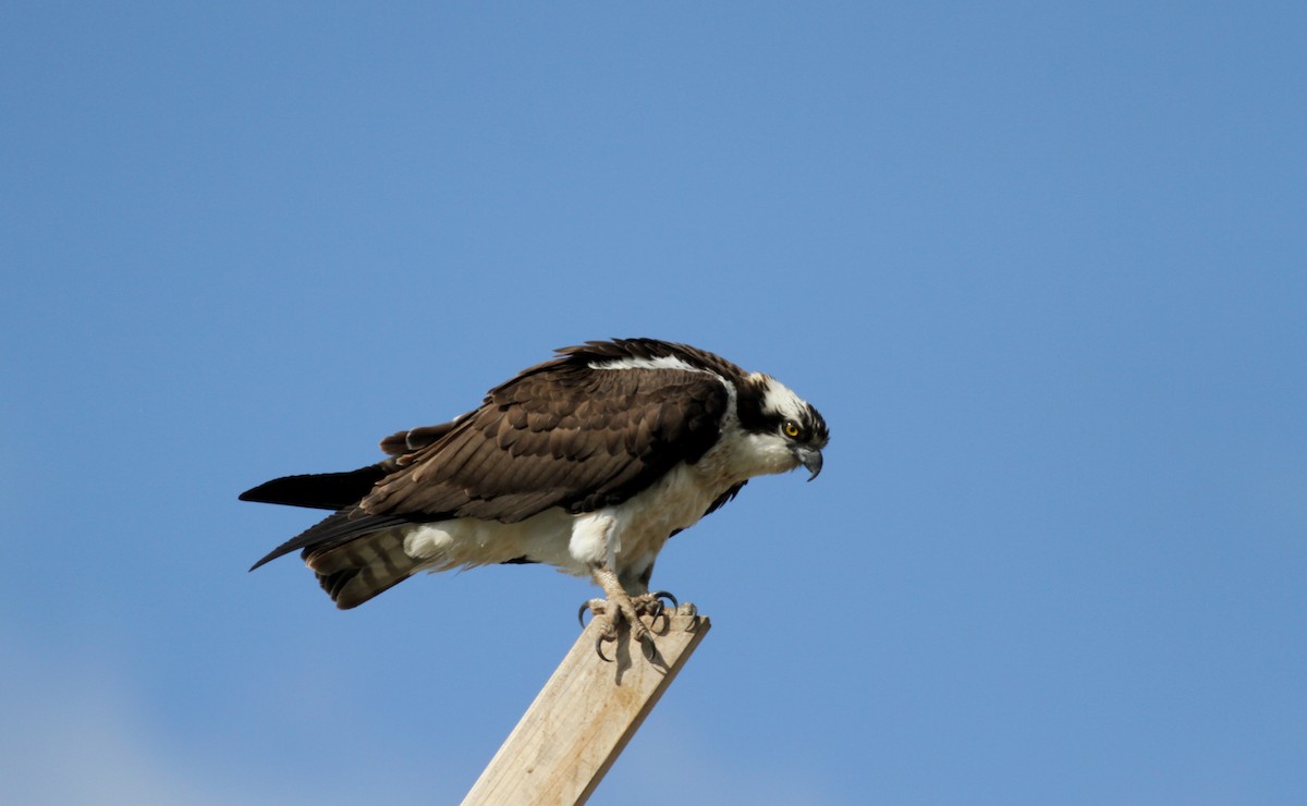 Osprey (carolinensis) - Jay McGowan