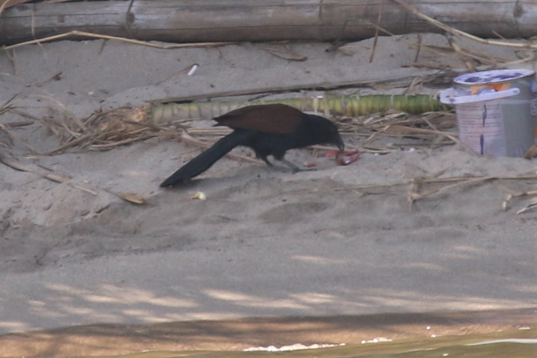 Greater Coucal - ML211729011