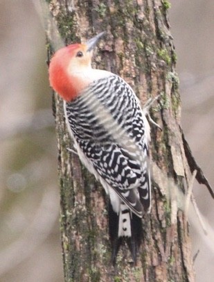 Red-bellied Woodpecker - ML211729531