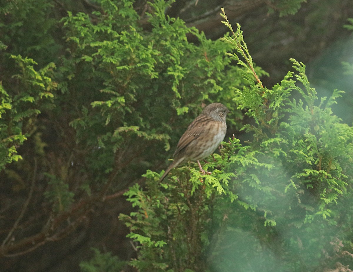 Dunnock - ML211729621