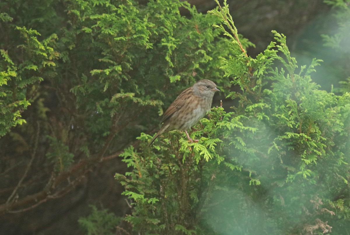 Dunnock - ML211729711