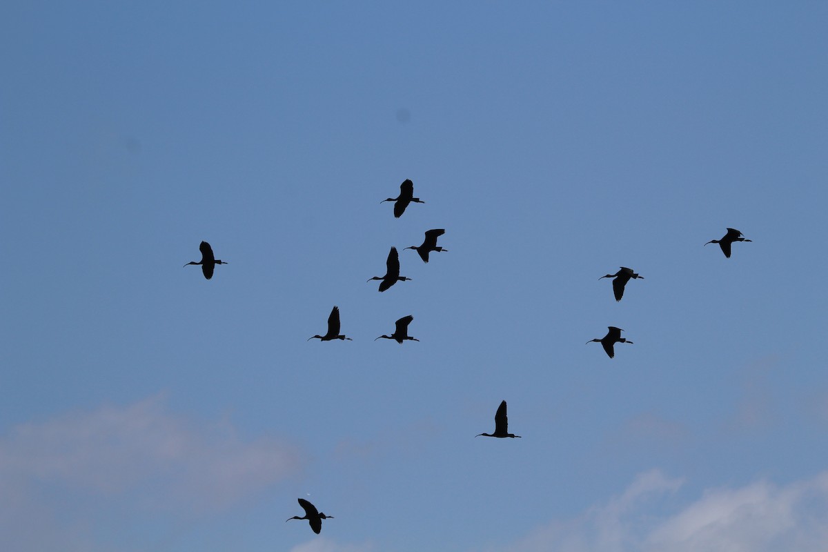 ibis hnědý - ML211729841