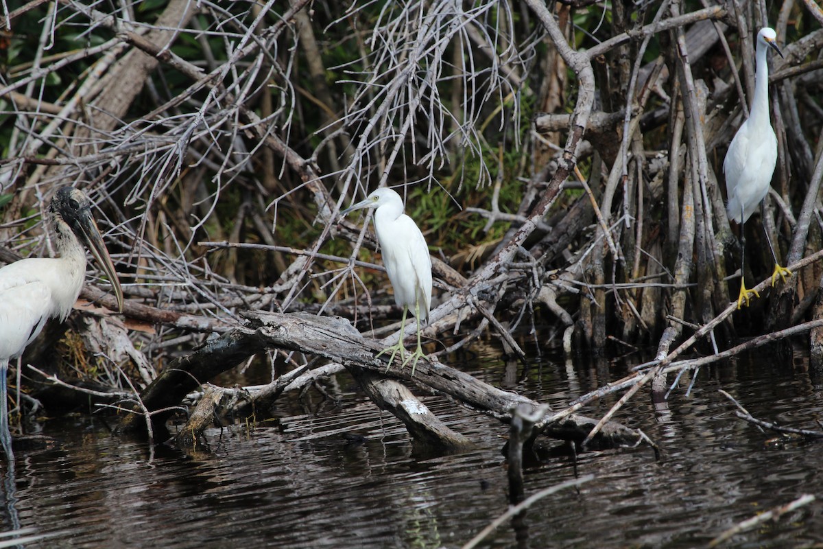 Little Blue Heron - ML211729901