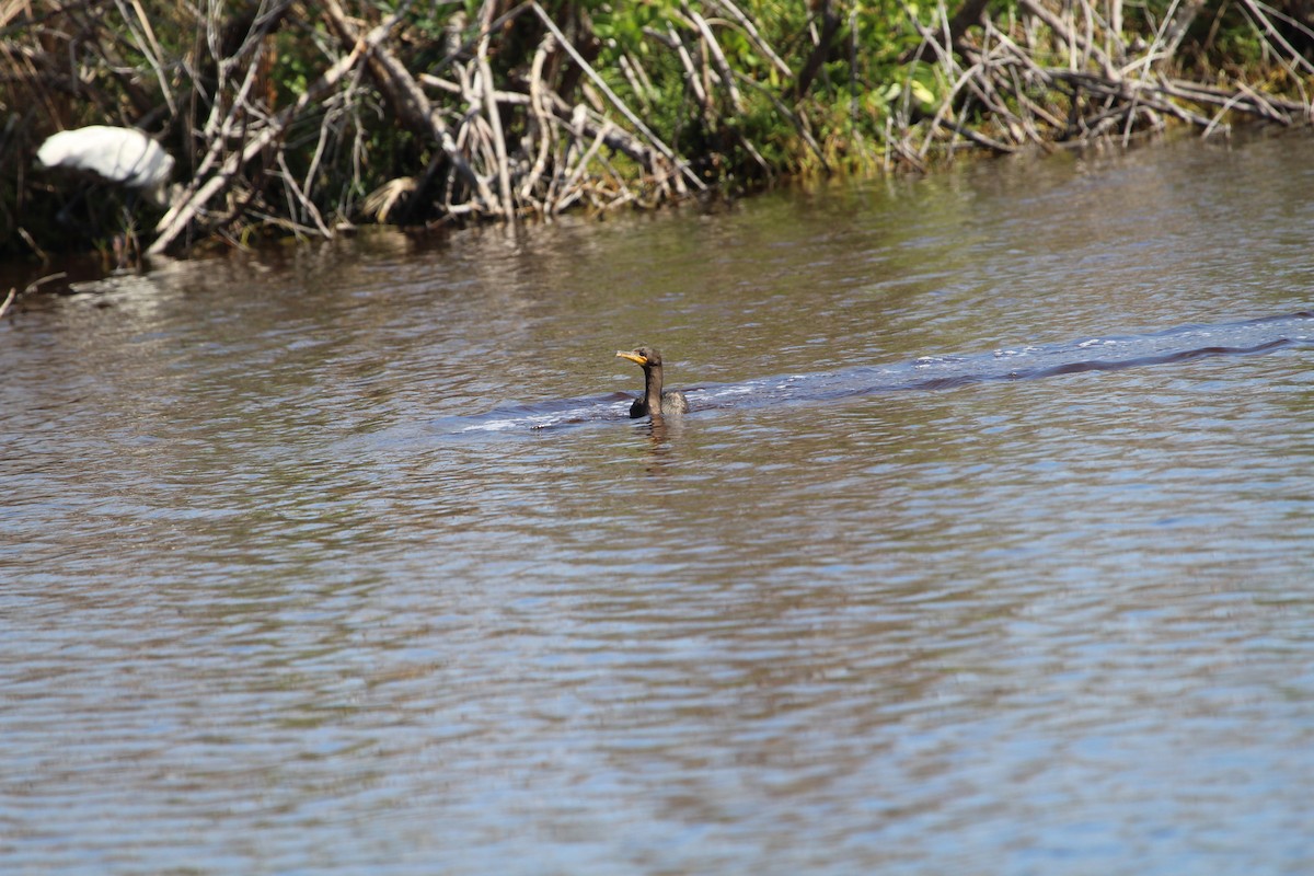 Double-crested Cormorant - ML211730051