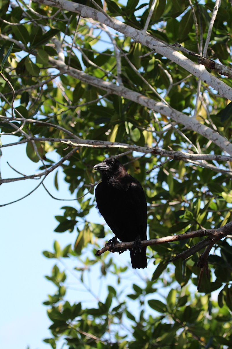 American Crow - ML211730491