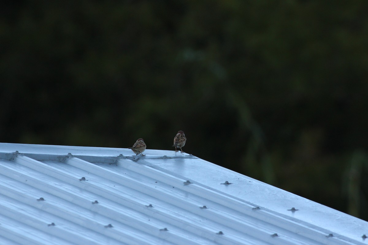 Eurasian Tree Sparrow - ML21173111